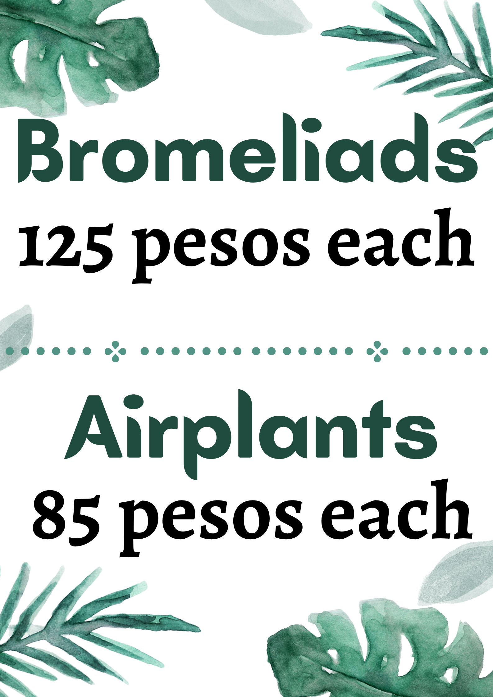 Bromeliads.png